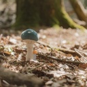 Little Dutch Rammelaar Forest Friends Paddenstoel